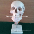 Modelo de crânio ISO com espinha cervical, modelo de crânio adulto